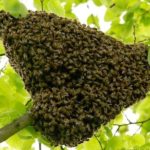 Aidons les apiculteurs du village